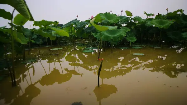 Lirio Agua Estanque — Foto de Stock