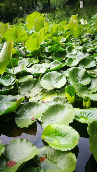 Flor Loto Pétalos Flores Lirio Agua — Foto de Stock