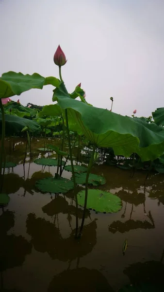 Lago Con Hierba Verde Estanque — Foto de Stock