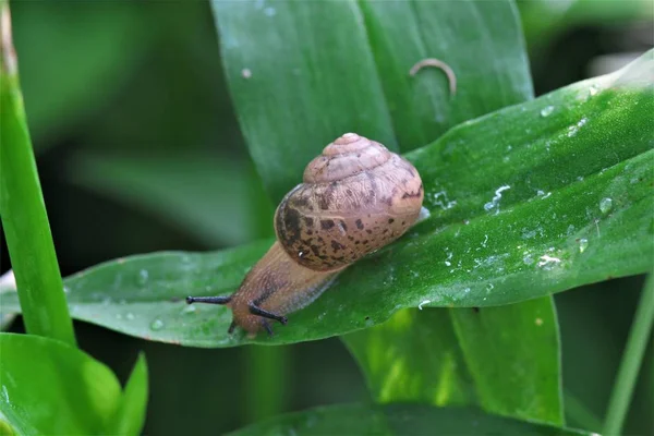 snail insect, flora and fauna