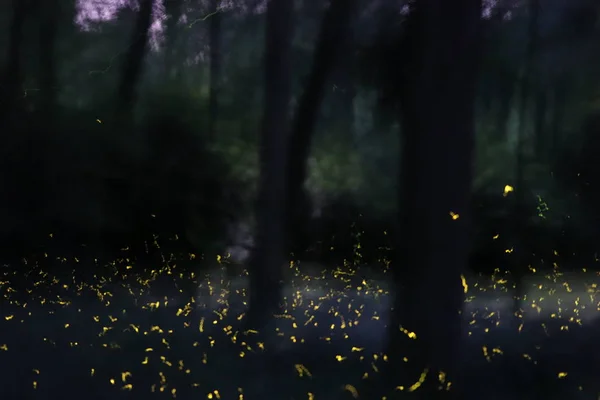Ночной Лес Деревьями Солнечным Светом — стоковое фото