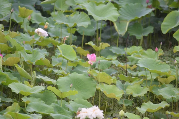 Flores Loto Estanque — Foto de Stock