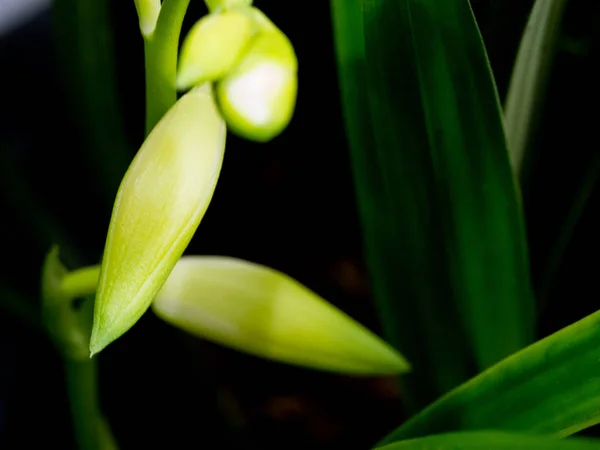 Hermoso Plano Botánico Fondo Pantalla Natural — Foto de Stock