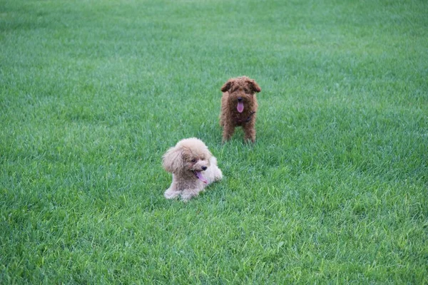 Perro Raza Caniche Hierba — Foto de Stock