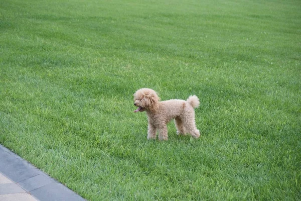 dog in the green grass