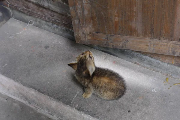 Divertido Esponjoso Lindo Gato — Foto de Stock