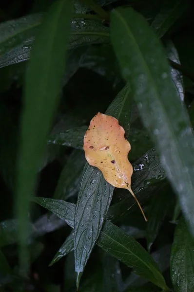 a small frog in the rain