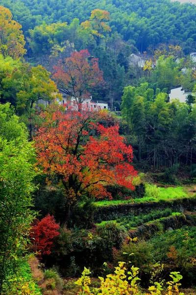 autumn landscape with trees and leaves