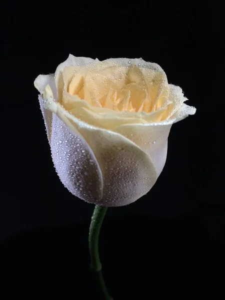 Rosa Blanca Fondo Negro — Foto de Stock