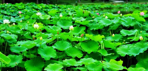 Lechuga Verde Jardín — Foto de Stock