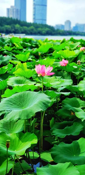 Estanque Lleno Flores Lirio Agua — Foto de Stock