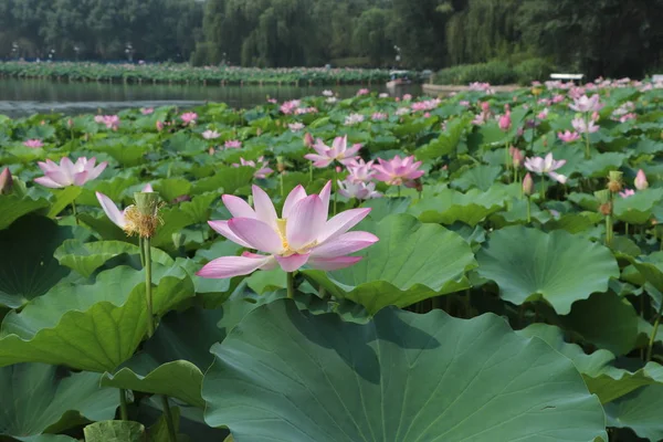 Vista Flores Loto Florecen Lago — Foto de Stock