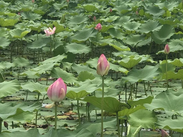 stock image water lily flowers with green foliage