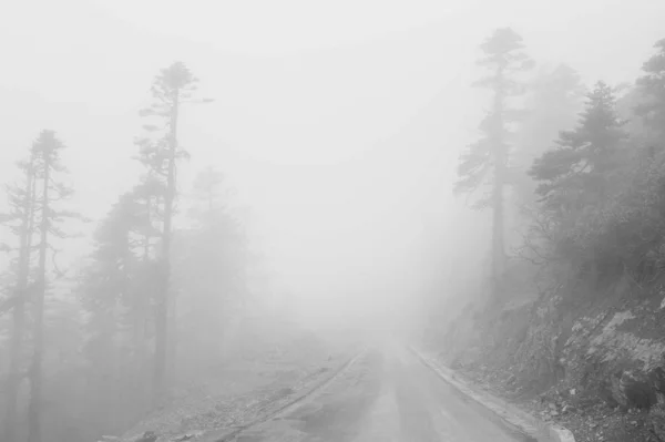 Foresta Nebbiosa Mattino — Foto Stock