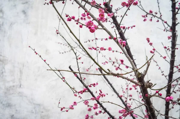 Trädgård Full Blommande Körsbärs Knoppar Dagsljus — Stockfoto