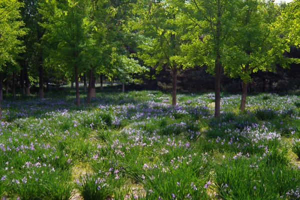 spring landscape with green grass and trees