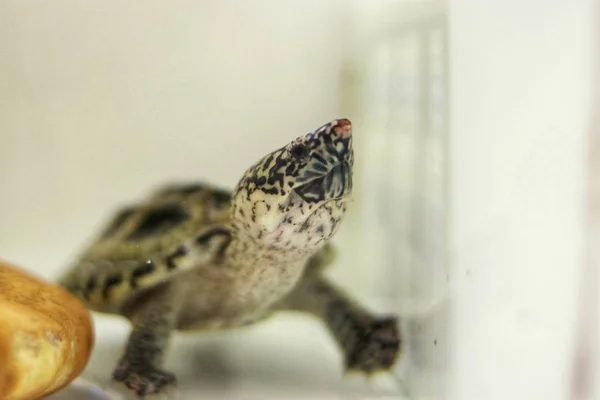 Lizard Animal Predator Reptile — Stock Photo, Image