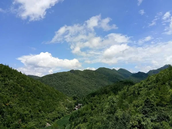 Árboles Verdes Fondo Cielo Azul — Foto de Stock