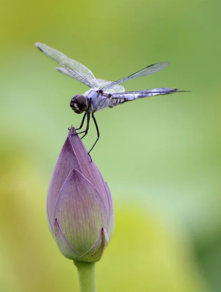 Insekten Flora Und Fauna — Stockfoto