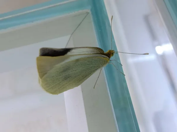 Primer Plano Una Mariposa Sobre Una Flor — Foto de Stock