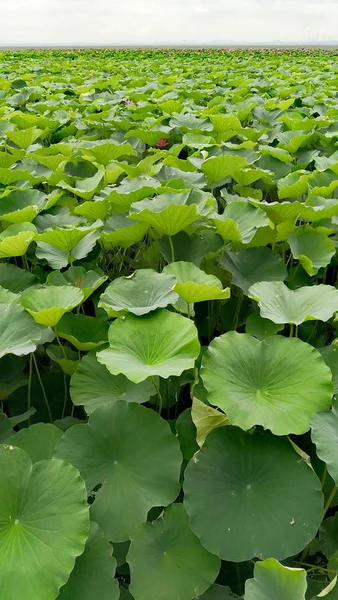 Flores Agua Hojas Verdes Estanque — Foto de Stock