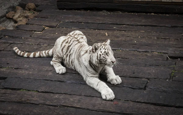 portrait of cute tiger
