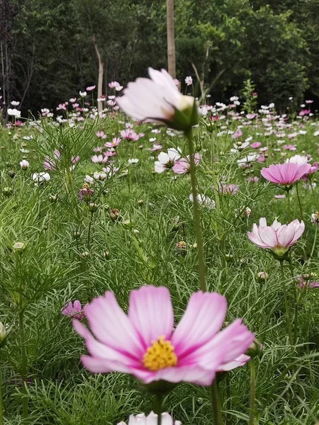 Nahaufnahme Von Blühenden Bunten Blumen — Stockfoto
