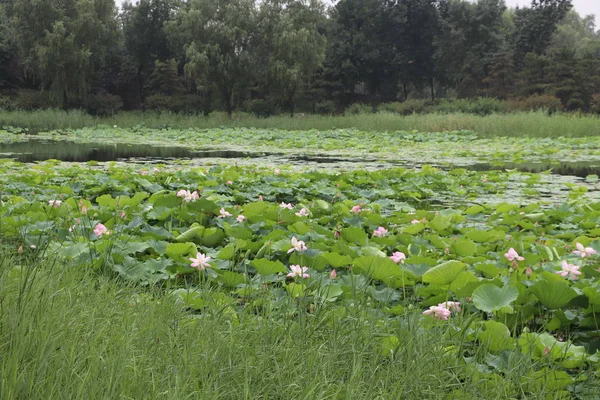 Vista Hermosas Flores Loto — Foto de Stock