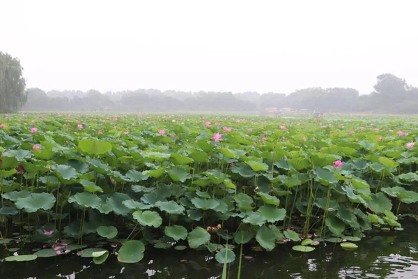 Flores Loto Con Hojas Verdes — Foto de Stock