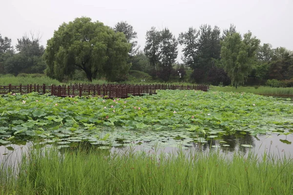 Hermoso Paisaje Con Plantas Verdes Flores — Foto de Stock