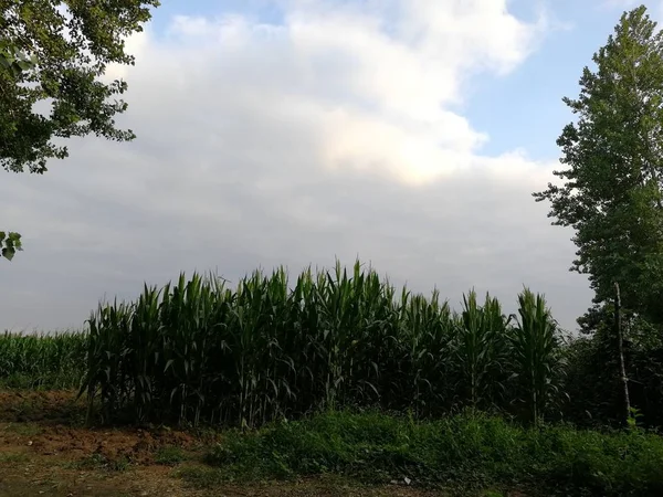 Hierba Verde Bosque — Foto de Stock