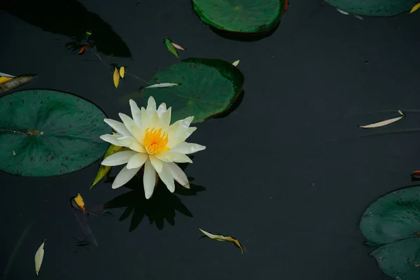 beautiful lotus flower on a black background