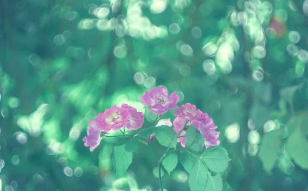 Blick Auf Schöne Blumen — Stockfoto