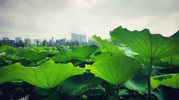 Hojas Verdes Jardín — Foto de Stock