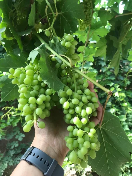 Racimo Uvas Frutas Bayas — Foto de Stock