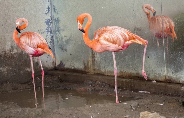 Flamingi Flory Fauny — Zdjęcie stockowe