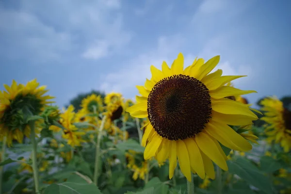 Afgebeeld Van Zonnebloemen Bloeien Veld Dag Tijd — Stockfoto