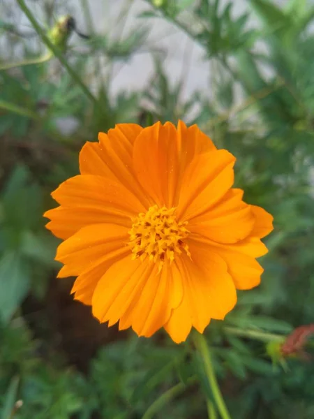 Campo Verano Flores Flora Naturaleza — Foto de Stock