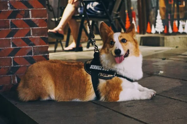 Симпатичная Собака Улице Дневное Время — стоковое фото