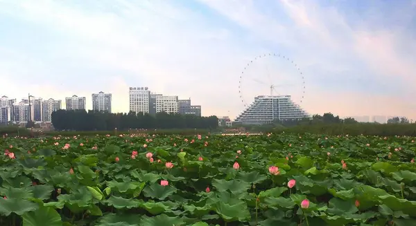 Ciudad Del Parque Verano — Foto de Stock