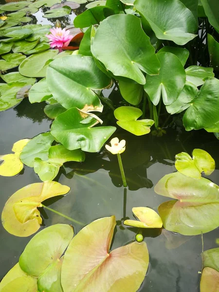 Flor Nenúfar Floreciendo Estanque — Foto de Stock