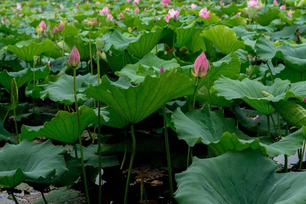 Lotus Çiçekleri Yeşil Yaprakları Ile — Stok fotoğraf