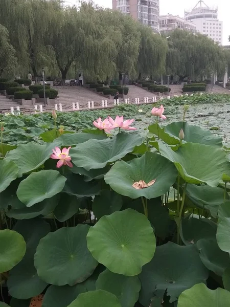 Flores Nenúfar Con Hojas Verdes Estanque — Foto de Stock