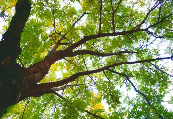 Grønne Trær Skogen – stockfoto