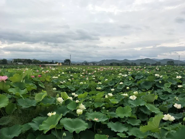 Viñedo Ciudad Tailandia — Foto de Stock