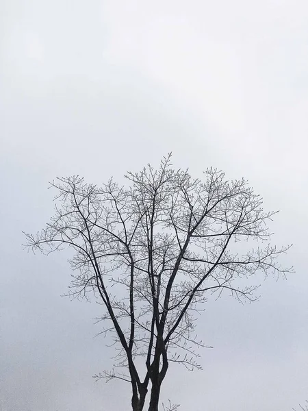 tree branches in forest, flora and nature