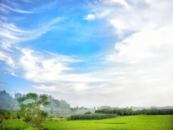 Hierba Verde Cielo Azul — Foto de Stock