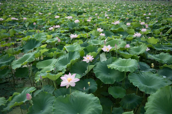 Flor Loto Jardín — Foto de Stock