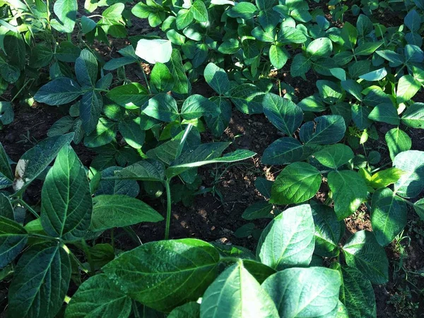 Hojas Verdes Jardín — Foto de Stock