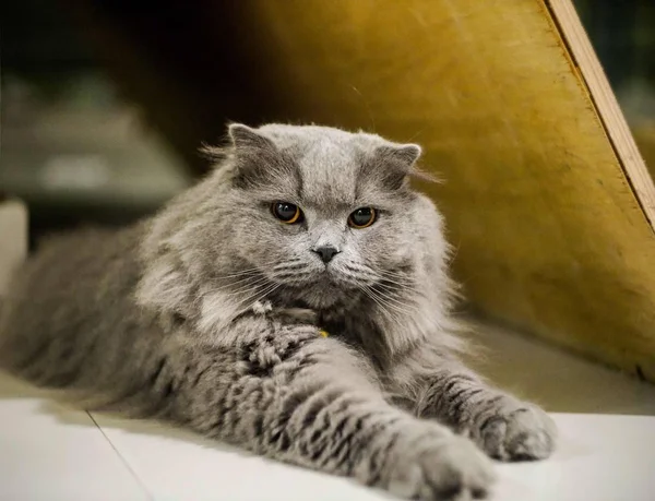 Gato Habitación — Foto de Stock